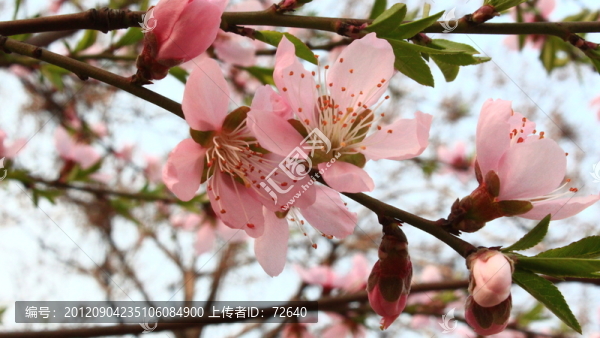 桃花