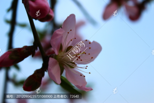 桃花