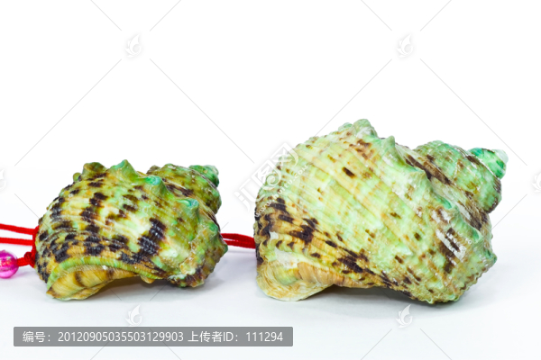 海螺