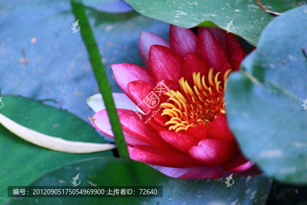 荷花
