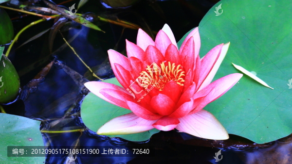 荷花