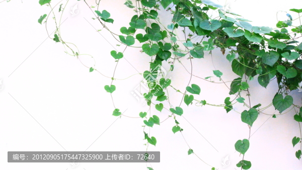綠藤