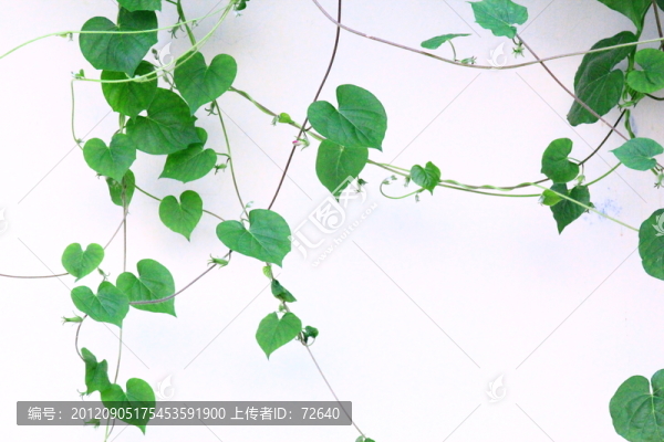 綠藤