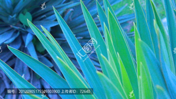 龍舌蘭
