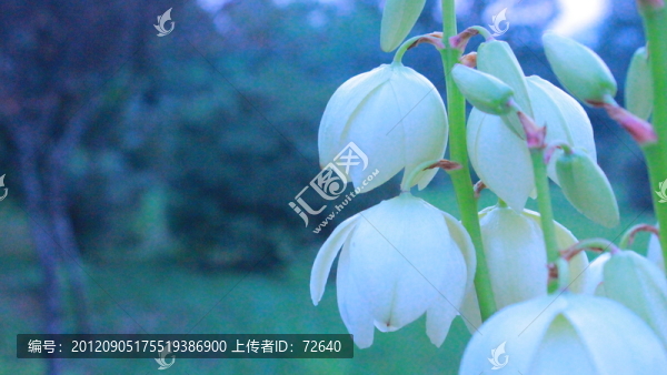 龍舌蘭