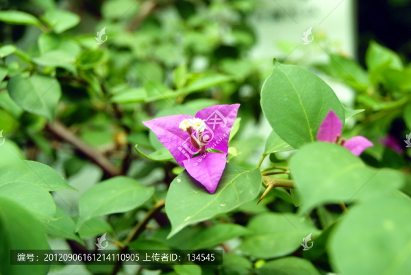 三角梅花