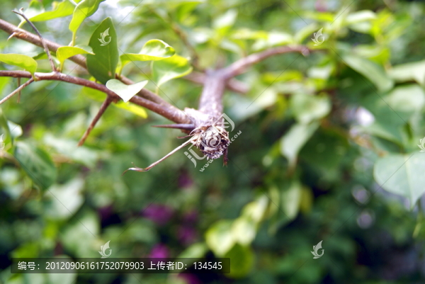 斷裂的樹枝