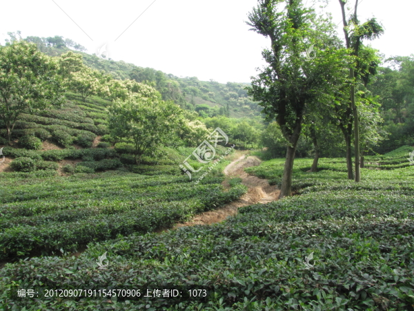茶園板栗花開