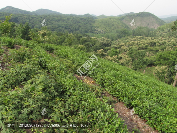 茶山板栗花香