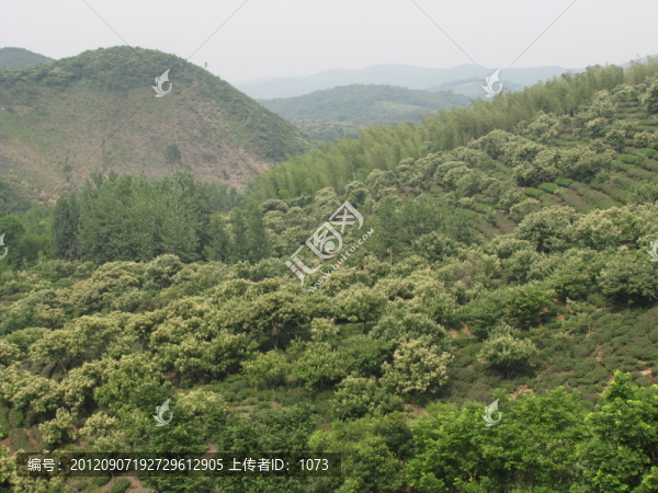 茶山板栗花香
