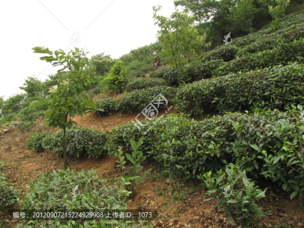 茶樹坡