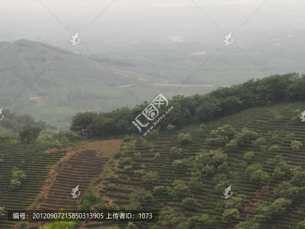 茶鄉(xiāng)