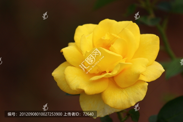 黃玫瑰