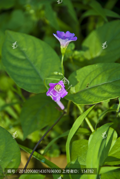 野花野草
