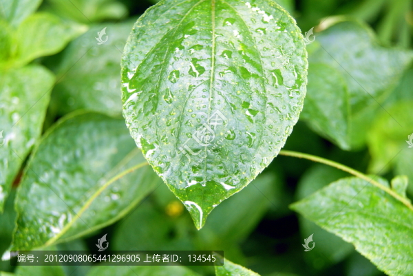 綠葉及水珠