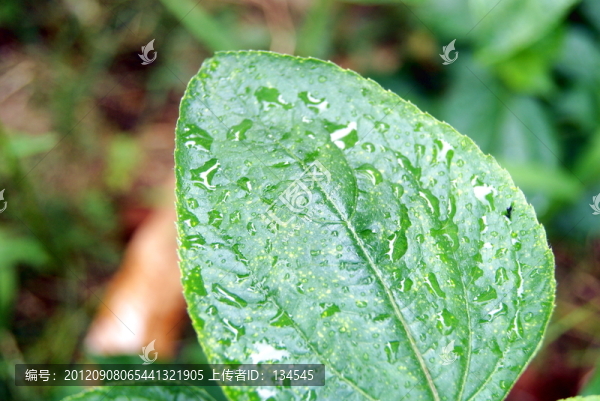 綠葉及水珠