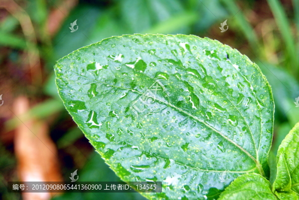 綠葉及水珠