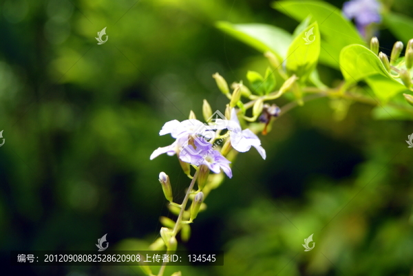 花