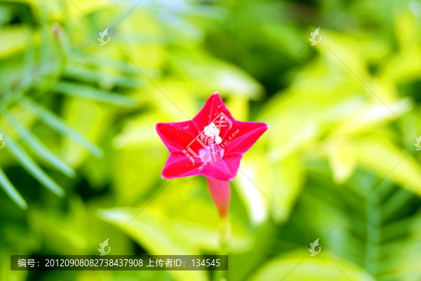 五星花