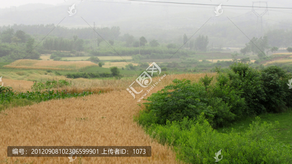 麥熟田野之晨