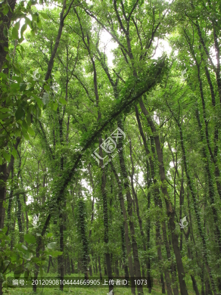 滿眼蒼翠,滁州清流關(guān)山谷