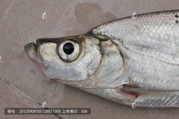 凹頸魚