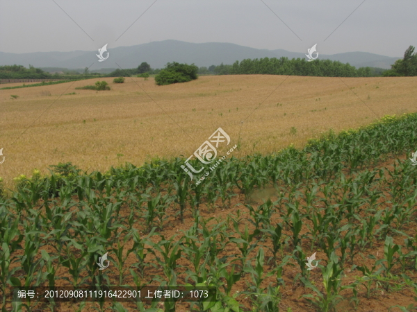 遠(yuǎn)山麥田玉米地