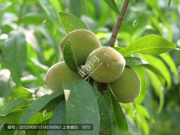毛桃在枝頭