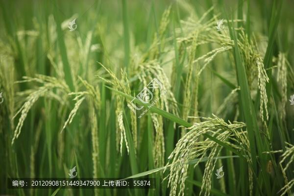 稻穗