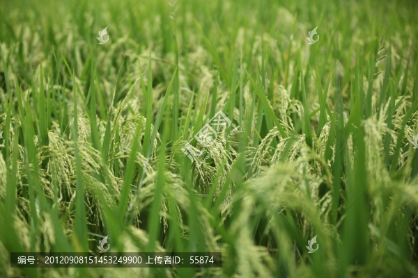 稻穗