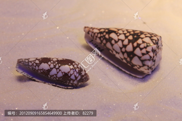貝殼