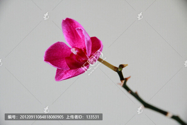 蝴蝶蘭