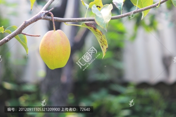 香梨