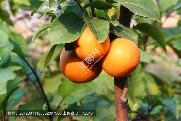 香梨