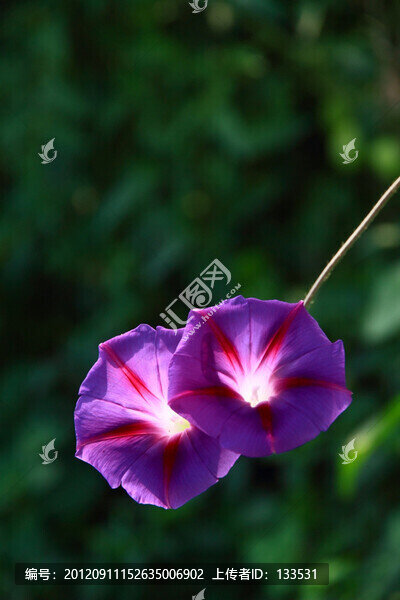 牽牛花