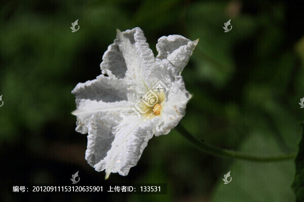 窩瓜花