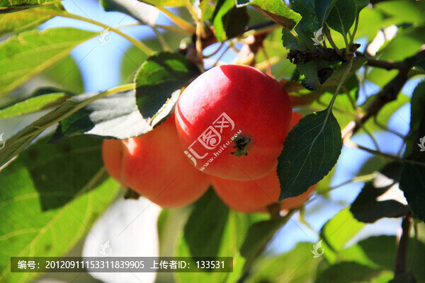 沙果