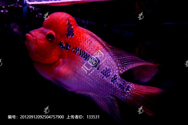 羅漢魚