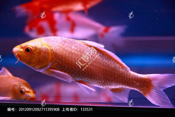 錦鯉