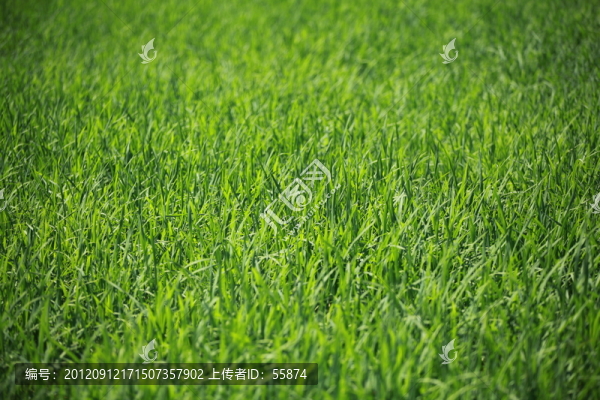 水稻苗