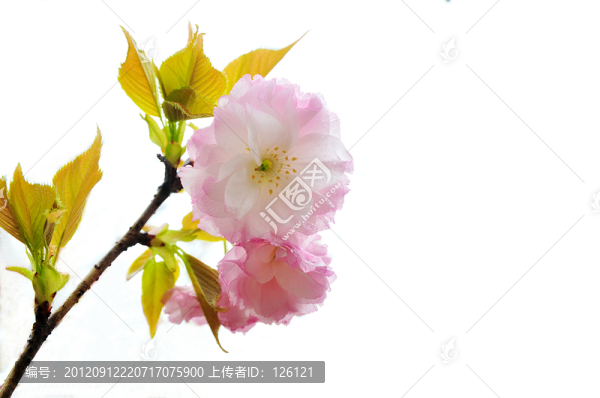 櫻花