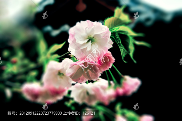 櫻花