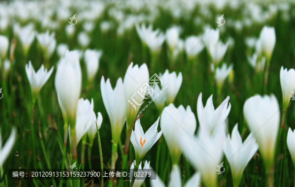 小白花