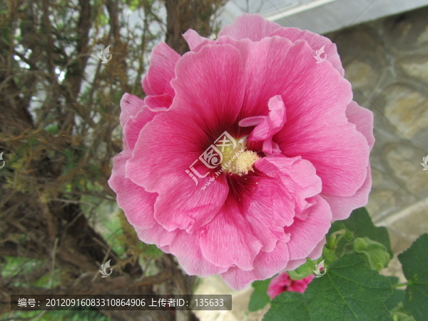 蜀葵花