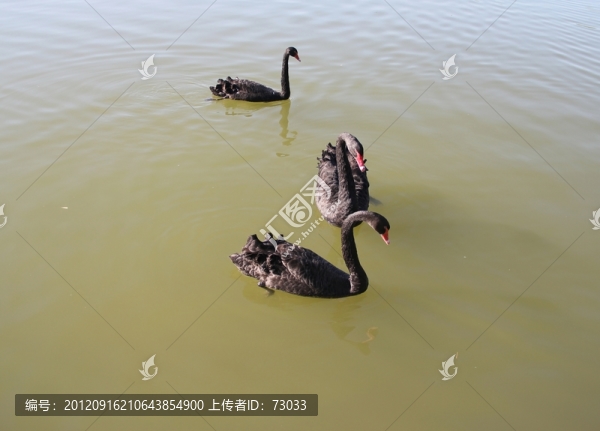 三只黑天鵝