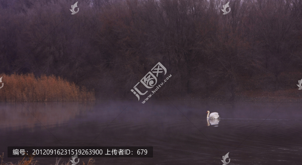 孤雁