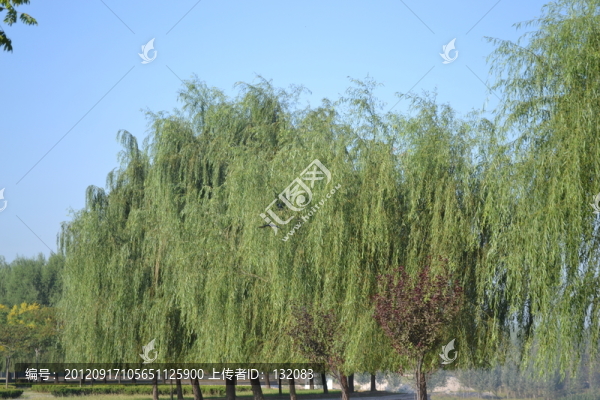 護(hù)壩上的柳樹