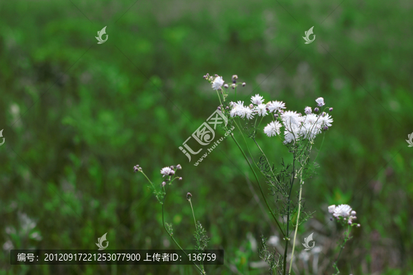 草原白花