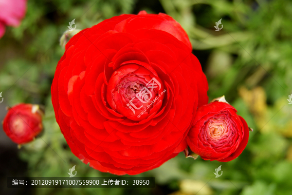 花毛莨