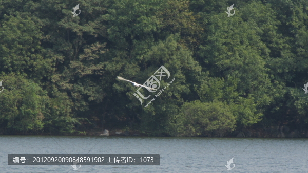 山水鷺鳥(niǎo)飛